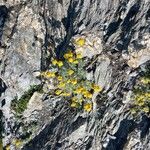Artemisia glacialis Flor