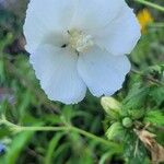 Hibiscus syriacusVirág