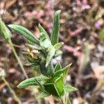 Helianthemum ledifolium Лист