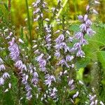 Calluna vulgarisFlower