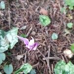 Cyclamen purpurascensFlor