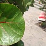 Coccoloba uvifera Yaprak