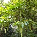 Pterocarya fraxinifolia Fruit