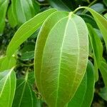 Cinnamomum verum Leaf