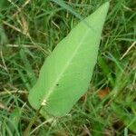 Ipomoea aquatica Leaf