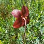 Sarracenia rubra Levél