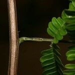 Pseudopiptadenia psilostachya Diğer