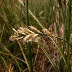 Carex pseudobrizoides Fruit