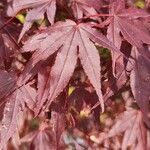 Acer palmatumList