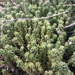 Sedum hirsutum Likasa