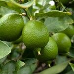 Citrus × latifolia Fruit