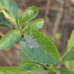 Stachytarpheta jamaicensis Leaf