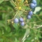 Cornus amomum Blüte