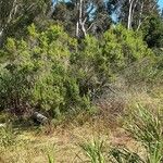 Baccharis pilularis Blad