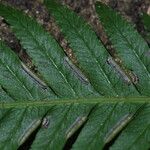 Pteris incompleta Likasa