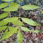 Fraxinus excelsior Leaf