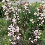 Penstemon digitalis Flor