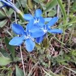 Gentiana sierrae Flower