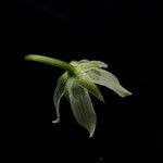 Swertia kingii Цветок