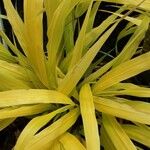 Hakonechloa macra Frunză