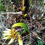 Bulbophyllum longiflorum Kvet