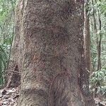 Milicia excelsa Bark