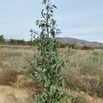 Nicotiana glauca Vekstform