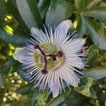 Passiflora caeruleaÇiçek