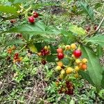 Psychotria carthagenensis Fruto