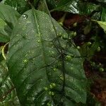 Psychotria pendulothyrsa