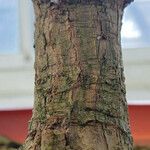 Brunfelsia uniflora Bark