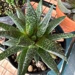 Aristaloe aristata葉