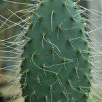 Opuntia macrocentra List