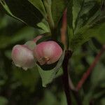 Vaccinium ovalifolium Fruit