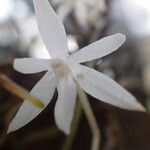 Aerangis calantha Kwiat