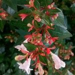 Abelia × grandiflora Цвят