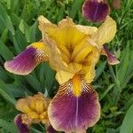 Iris variegata Blomst