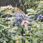 Mahonia bealei Fruit