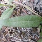 Pedicularis racemosa Лист