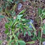 Lotus corniculatus ഇല