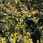 Prunus spinosa List