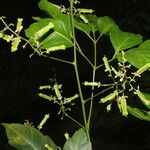 Serjania membranacea Kvet