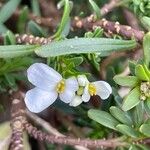 Iberis saxatilisFlower