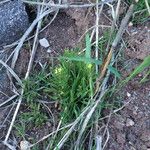 Erysimum repandum Habitus