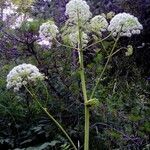 Angelica razulii Flower