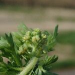 Lepidium didymum Blomst