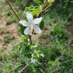 Hibiscus flavifolius 花