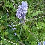 Campanula cervicaria ᱛᱟᱦᱮᱸ