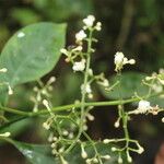 Chrysochlamys glauca Flor