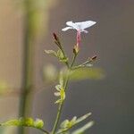 Jasminum officinaleKwiat